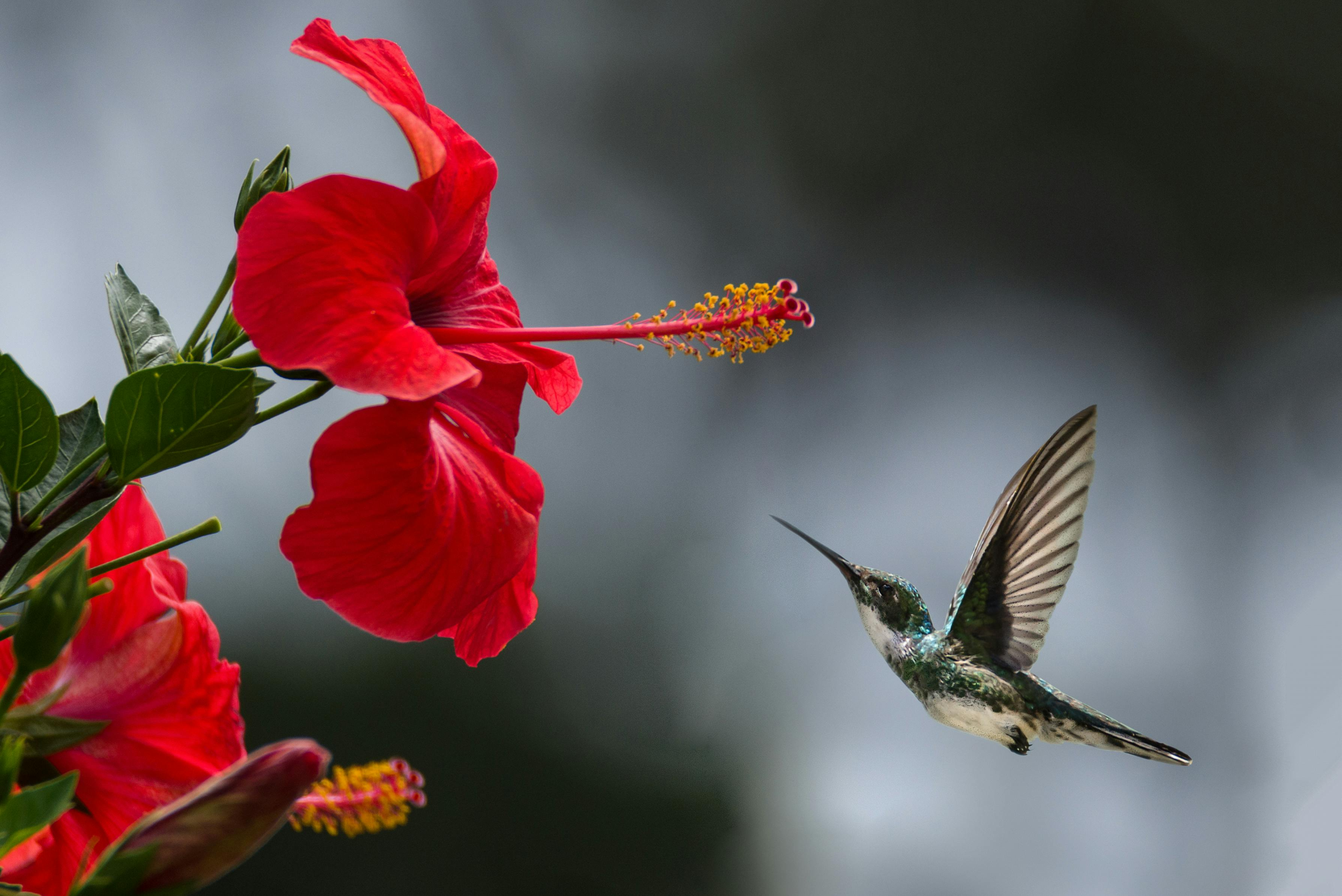 Hummingbird Feeder Care in Summer: Keeping Your Ruby-Throated Visitors Safe in the Heat